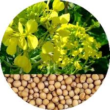 Горчица 1кг